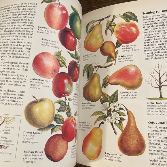 BACK TO BASICS Readers Digest Survival Homesteading Traditional Skills 1989 - Picture 7 of 10